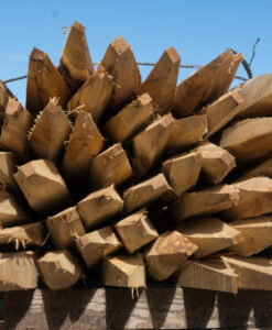 Piquet Robinier (faux acacia)